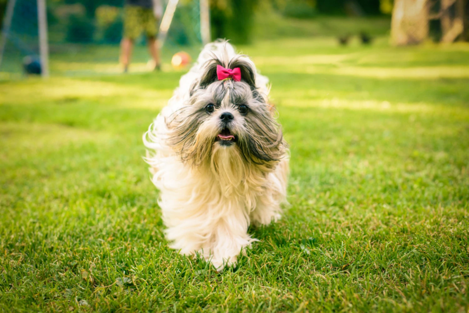 A playful Shih Tzu with a red bow on its head frolics on a green lawn, showcasing the breed's suitability for companionship and comfort for individuals with dementia.
