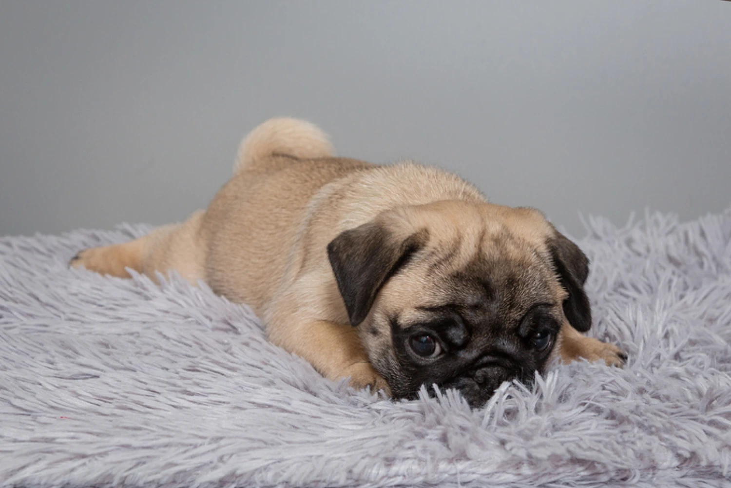 A cute Pug puppy reclines on a soft grey blanket, demonstrating the breed's playful yet comforting presence for dementia support at home.